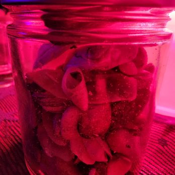 Its All About The Triangle - A jar of Misc Shells I collected from Lake Erie, Michigan. Much smaller than the Atlantic Ocean. However, still amazing! - Psychics Near Me