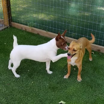 Balanced Behavior - Pet Training Near Me - Windsor, California Balanced Behavior - Pet Training Near Me - Windsor, California