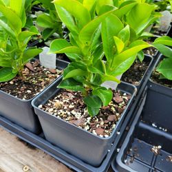 Shadyside Nursery