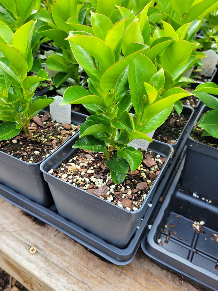 Shadyside Nursery - beekeeping in pittsburgh, PA