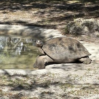 Zoo Miami - Zoos Near Me - Miami, Florida Zoo Miami - Zoos Near Me - Miami, Florida