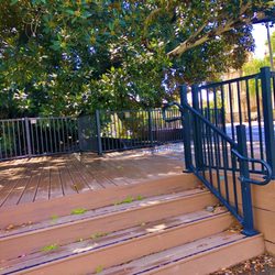 Moreton Bay Fig Tree - Viewing Platform Deck built around the tree to prevent damage