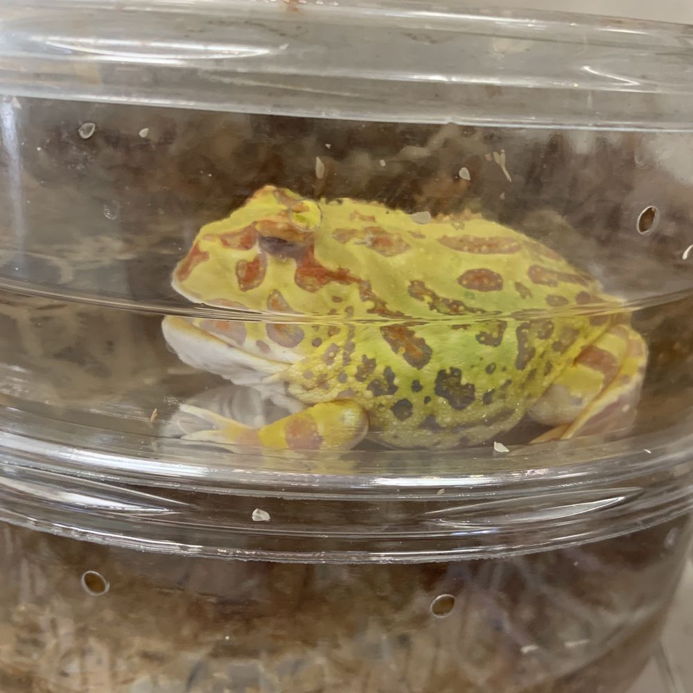 Amazon Reptile Center - Reptile Shops Near Me - Montclair, California Amazon Reptile Center - Reptile Shops Near Me - Montclair, California