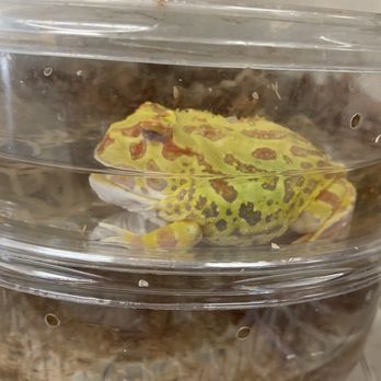 Amazon Reptile Center - Reptile Shops Near Me - Montclair, California