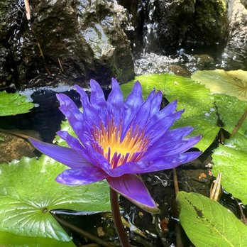 Sunken Gardens - Water Lilly - Nurseries & Gardening Near Me - Saint Petersburg, Florida Sunken Gardens - Water Lilly - Nurseries & Gardening Near Me - Saint Petersburg, Florida