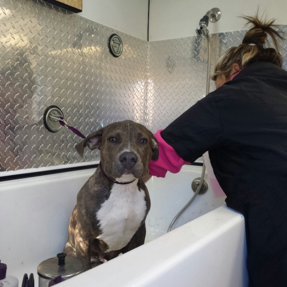 Jessie's Grooming Oasis Mobile - One of my boys getting bathed by the wonderful miss Jess - Pet Groomers Near Me Jessie's Grooming Oasis Mobile - One of my boys getting bathed by the wonderful miss Jess - Pet Groomers Near Me