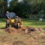 Luigi's Tree Service