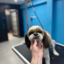 Go2Groomer