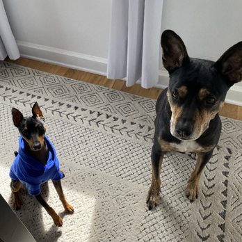 Canine Dimensions Home Dog Training - Maverick & Jeter - Pet Training Near Me Canine Dimensions Home Dog Training - Maverick & Jeter - Pet Training Near Me