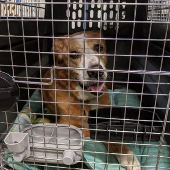 Island Pet Movers - Safely picked and ready for the flight - Pet Transportation Near Me - Honolulu, Hawaii Island Pet Movers - Safely picked and ready for the flight - Pet Transportation Near Me - Honolulu, Hawaii