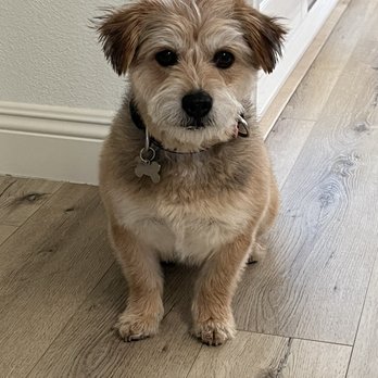 Bark Busters Home Dog Training - Abby - Pet Training Near Me