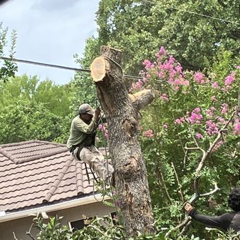 Soto Tree Service - Tree Services Near Me Soto Tree Service - Tree Services Near Me