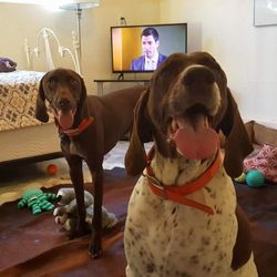 Renaissance Pet Resort & Spa - Luxury Suite