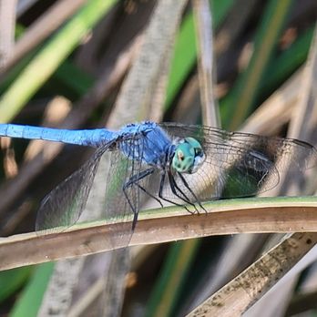 Elfin Forest Recreational Reserve - Dragonfly - Hiking Near Me - Escondido, California Elfin Forest Recreational Reserve - Dragonfly - Hiking Near Me - Escondido, California