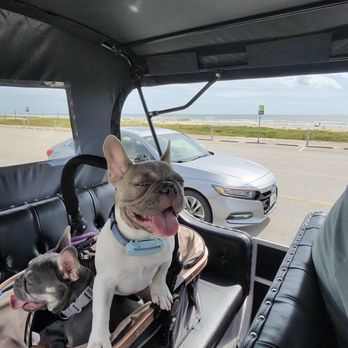 Carriage Haus - Pups enjoying the ride down the Seawall! - Golf Cart Rentals Near Me - Galveston, Texas