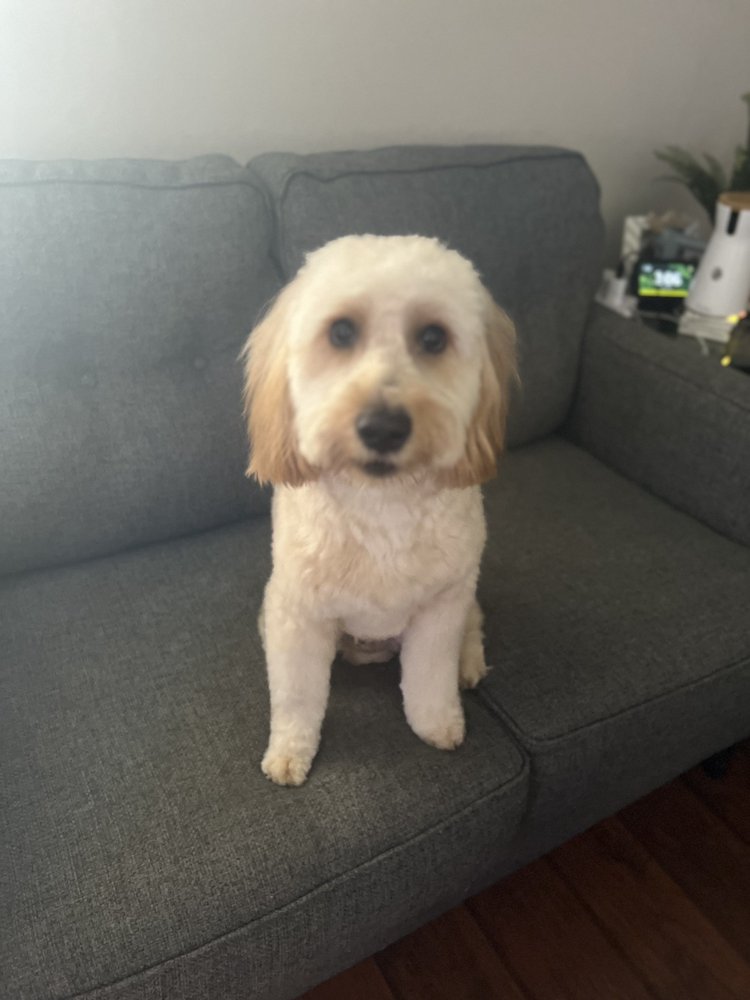 MAX’S SELF SERVICE PET WASH AND GROOMING Updated October 2024 63 Photos & 54 Reviews 3647