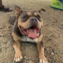 Dog friendly campground. No issues whatsoever with our guy . Dog friendly campground. No issues whatsoever with our guy .