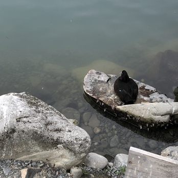 High Country Salmon - Duck sitting by salmon pond - Sushi Bars Near Me - Glenbrook, CAN