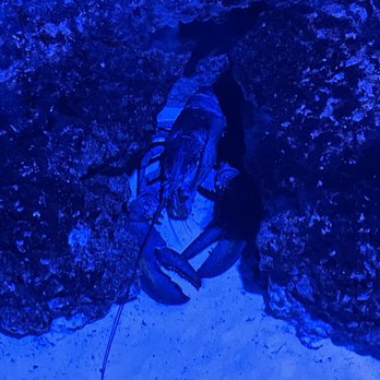 SeaQuest - Folsom - Lobster - Aquariums Near Me - Folsom, California SeaQuest - Folsom - Lobster - Aquariums Near Me - Folsom, California