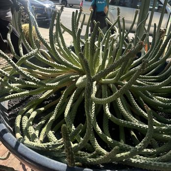 Norens Nursery - Cool plant at the door. - Nurseries & Gardening Near Me - Claremont, California Norens Nursery - Cool plant at the door. - Nurseries & Gardening Near Me - Claremont, California