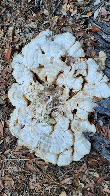 Anthony Chabot Regional Park by null