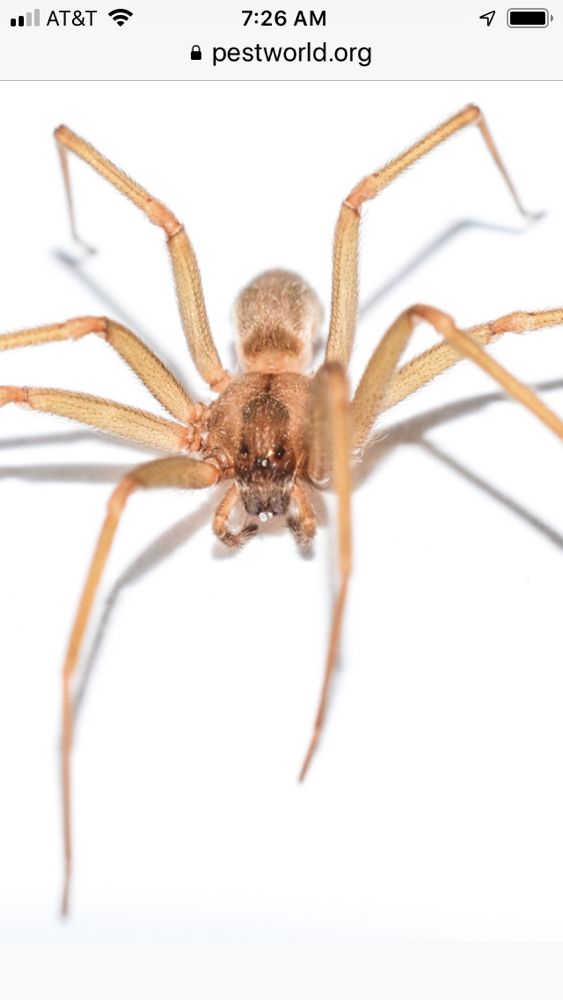 ABOUT BUGS PEST CONTROL Request a Quote Oklahoma City, Oklahoma