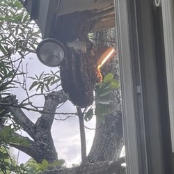 Natural Bee Removal - Bees hanging on a light fixture outside the home.