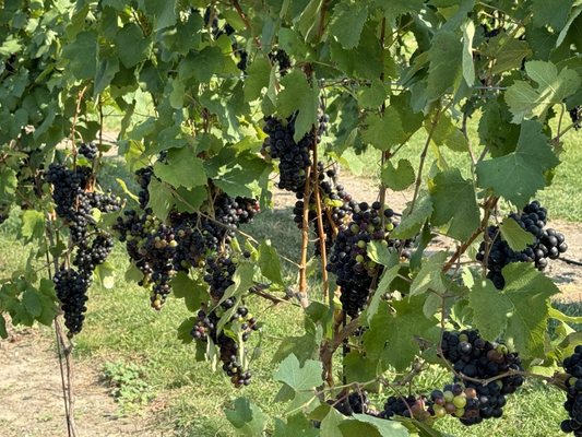 Chateau Chantal Winery and Inn by null