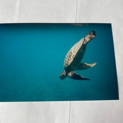 Photo from underwater camera