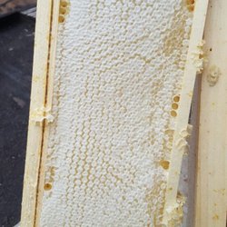 Really Good Honey - We sell honey comb in small square and a whole frame