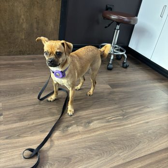 Good Dog Veterinary Care - My little one was anxious but everyone was super loving to him. - Veterinarians Near Me - Marietta, Georgia Good Dog Veterinary Care - My little one was anxious but everyone was super loving to him. - Veterinarians Near Me - Marietta, Georgia