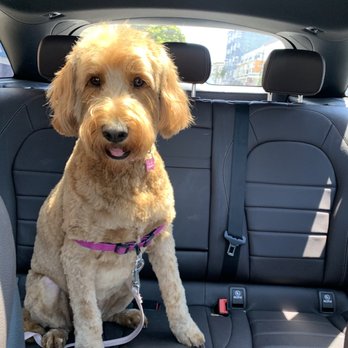Wags - Cute haircut - Pet Groomers Near Me - San Francisco, California Wags - Cute haircut - Pet Groomers Near Me - San Francisco, California