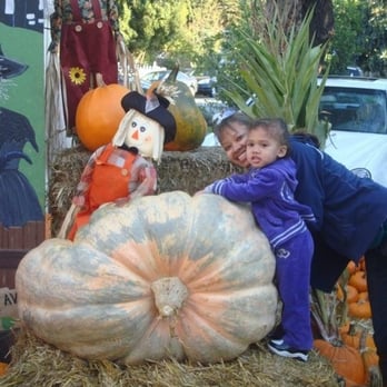 Piedmont Avenue Pumpkin Patch - Pumpkin Patches Near Me - Oakland, California Piedmont Avenue Pumpkin Patch - Pumpkin Patches Near Me - Oakland, California