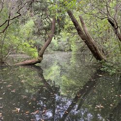 Edward Ball Nature Trail