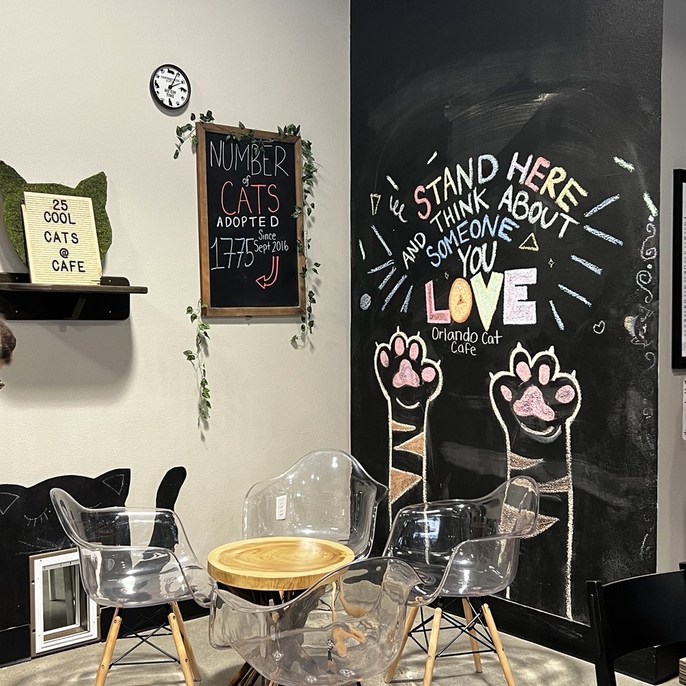 Orlando Cat Cafe - Inside - Animal Shelters Near Me - Clermont, Florida