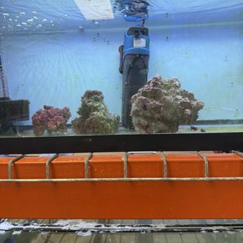 A Fishie Anado - Local Fish Stores Near Me - Austin, Texas A Fishie Anado - Local Fish Stores Near Me - Austin, Texas