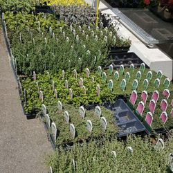 The Produce Station - Stadium Blvd. Garden Center - Herb starts.