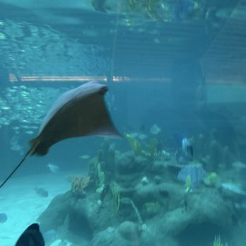 Florida Keys Aquarium Encounters - Aquariums Near Me - Marathon, Florida