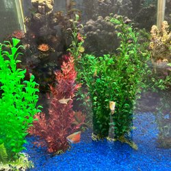 Aquarium Artisans