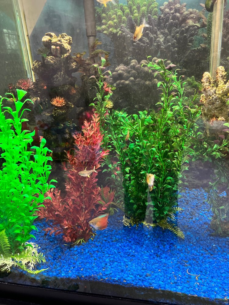 AQUARIUM ARTISANS Updated August 2024 17 Reviews 700 Kemper