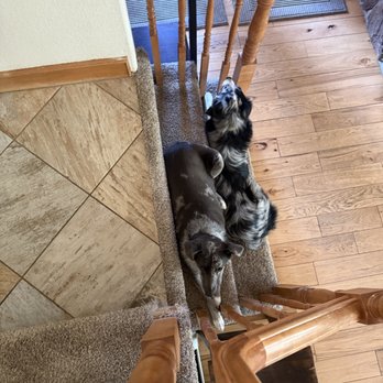 K9 Revolution - Pet Training Near Me - Westminster, Colorado K9 Revolution - Pet Training Near Me - Westminster, Colorado