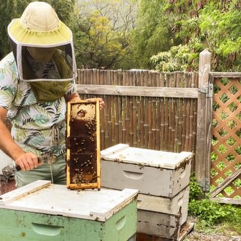 Big Island Bees - Honey Near Me - Captain Cook, Hawaii Big Island Bees - Honey Near Me - Captain Cook, Hawaii