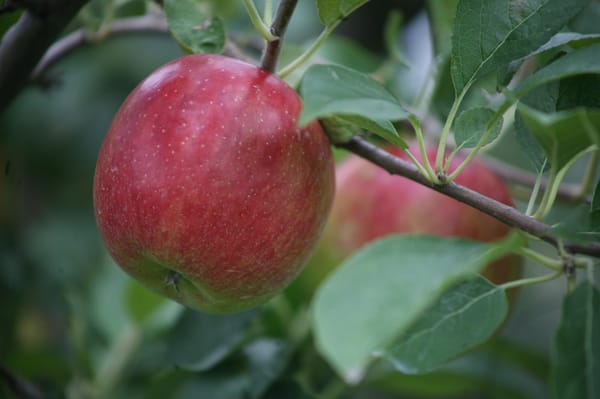 Curtis Orchard & Pumpkin Patch by null