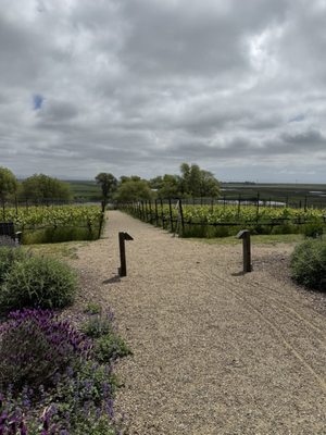 Ram's Gate Winery by null