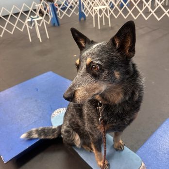 Zoom Room Dog Training - Pet Training Near Me - Huntington Beach, California Zoom Room Dog Training - Pet Training Near Me - Huntington Beach, California