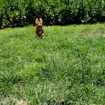 Doggies Gone Wild - Pet Sitting Near Me - Miami, Florida Doggies Gone Wild - Pet Sitting Near Me - Miami, Florida