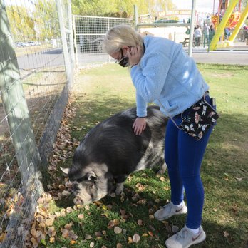 Yellowstone Bear World - 2 LARGE pigs to pet - Zoos Near Me - Rexburg, Idaho Yellowstone Bear World - 2 LARGE pigs to pet - Zoos Near Me - Rexburg, Idaho