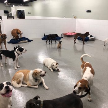 Atlas Doghouse - Pet Boarding Near Me - Washington, DC, District of Columbia