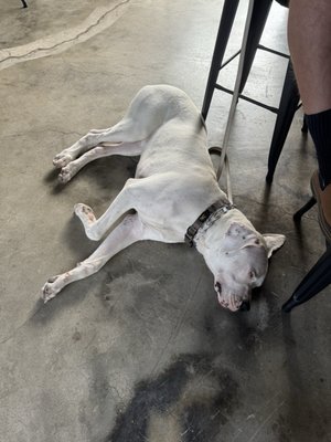 Loose Screw Beer Co. - Downtown Meridian by null