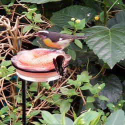 Bronx Zoo Butterfly Garden - Different species, coexisting together.